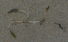Halophila ovalis