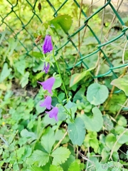 Campanula rapunculoides