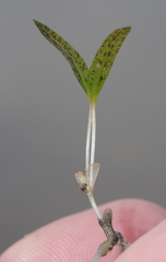 Halophila ovalis