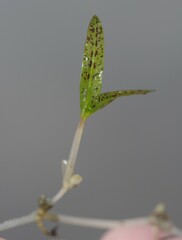 Halophila ovalis