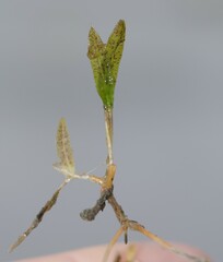 Halophila ovalis