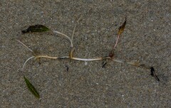 Halophila ovalis