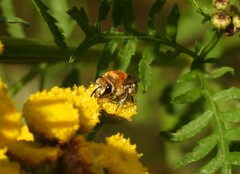 Colletes