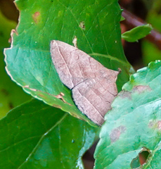 Zanclognatha obscuripennis