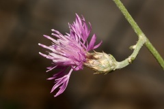 Centaurea glaberrima divergens