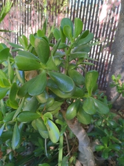 Crassula ovata