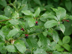 Lonicera involucrata