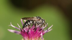 Coelioxys sayi