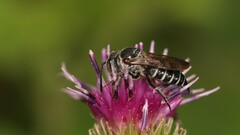 Coelioxys sayi
