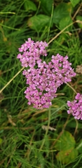 Achillea millefolium