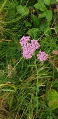 Achillea millefolium