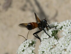 Cylindromyia bicolor
