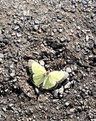 Colias philodice