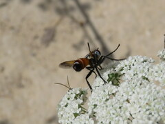 Cylindromyia bicolor