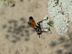 Cylindromyia bicolor