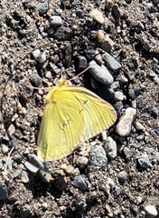 Colias philodice