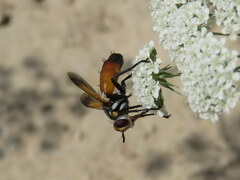 Cylindromyia bicolor