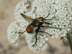 Cylindromyia bicolor