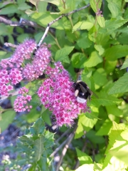 Bombus occidentalis