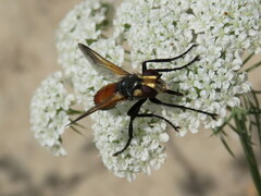 Cylindromyia bicolor