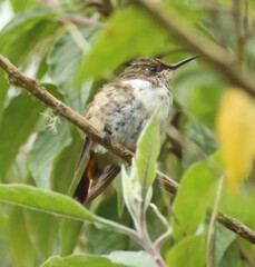 Selasphorus flammula