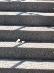 Colias philodice