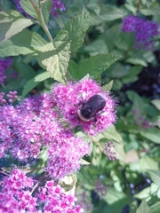 Bombus occidentalis