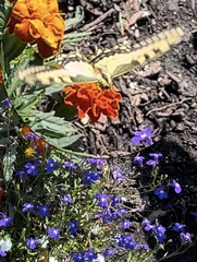 Papilio machaon