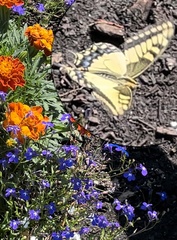 Papilio machaon