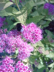 Bombus occidentalis