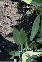Papilio machaon