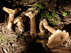 Lactarius fuliginosus