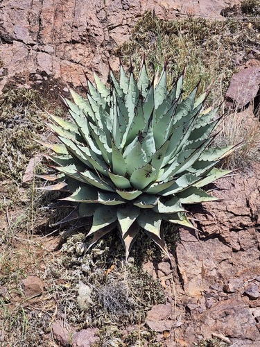 Agave parryi