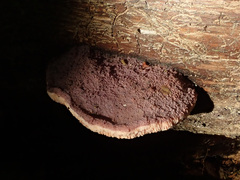 Leptoporus mollis