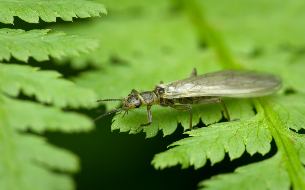 Gaspé Sallfly