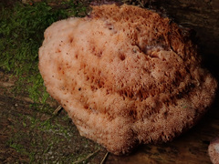 Leptoporus mollis
