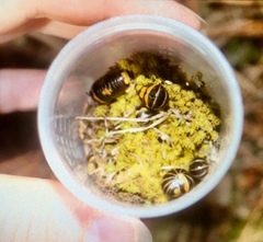 Glomeris pulchra