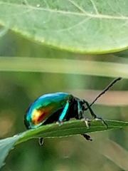 Chrysochus auratus