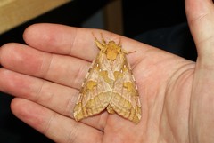 Sthenopis purpurascens