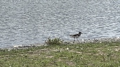 Charadrius vociferus