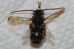 Melissodes comptoides