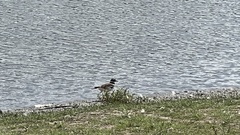 Charadrius vociferus