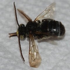 Melissodes comptoides