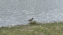 Charadrius vociferus