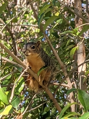 Sciurus niger