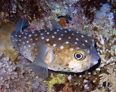 Spotbase Burrfish photo 5