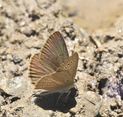 Polyommatus ripartii