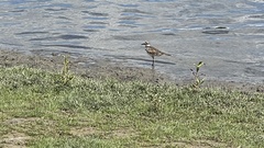 Charadrius vociferus