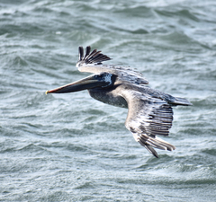 Pelecanus occidentalis