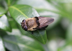 Cuterebra emasculator